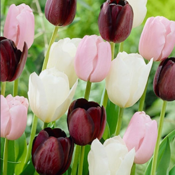 Meet your Posher, Lola - Picture 1 of 1